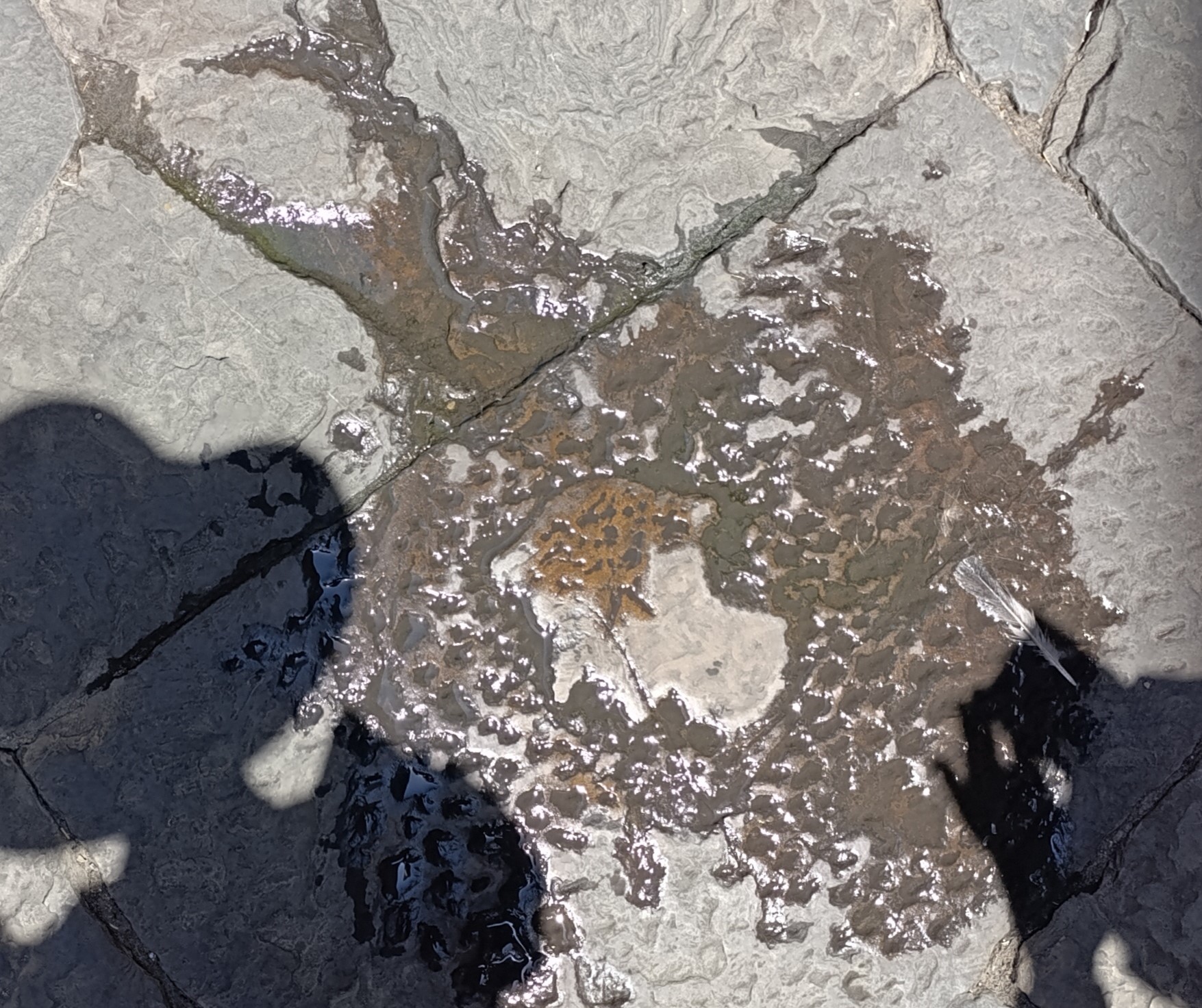 Macchia di Dante a Firenze